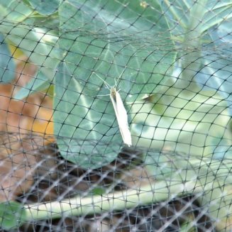 Bird & Butterfly Protection Netting (3m x 4m)