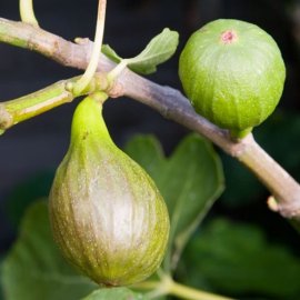 Fig Tree 'Brown Turkey'