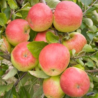 Cordon Apple 'Chivers Delight'