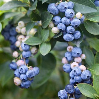 Blueberry Bush 'Hortblue Petite'