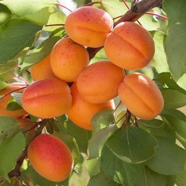 Apricot Tree 'Flavorcot'