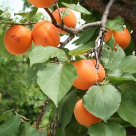 Apricot Tree 'Alfred'