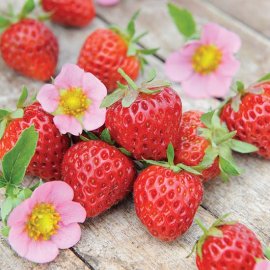 Strawberry Plants 'Just Add Cream' (6 plug plants)