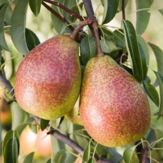 Pear Tree 'Louise Bonne of Jersey'