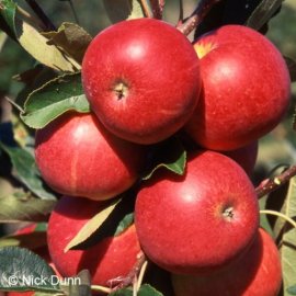 Apple Tree 'Scrumptious'