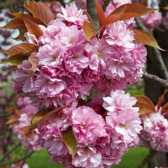 Prunus 'Kanzan' (Pot Grown) Flowering Cherry Tree