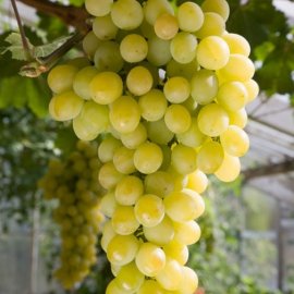 Grape Vine 'Polo Muscat' (Pot Grown)