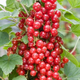 Redcurrant Bush 'Laxton's Number One'
