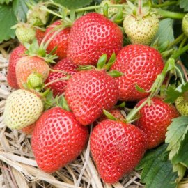 Strawberry Plants 'Florence' (10 SuperCrowns)
