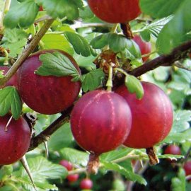 Standard Gooseberry 'Hinnonmaki Red' (Pot Grown)