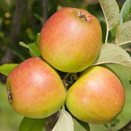 Cordon Apple 'King of the Pippins'