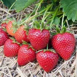 Strawberry Plants 'Vibrant' (10 SuperCrowns)