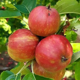 Cider Apple Tree 'Knotted Kernal'
