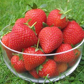 Strawberry Plants 'Vibrant' (12 plants)