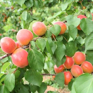 Apricot Tree 'Bergeron'