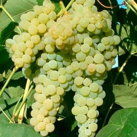 Grape Vine 'Lakemont' (Pot Grown)