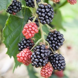 Blackberry Bush 'Loch Tay'