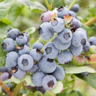 Blueberry Bush 'Duke'