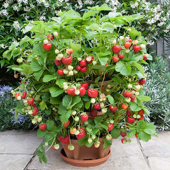 Strawberry planter | Strawberry plants, Plants, Growing strawberries in