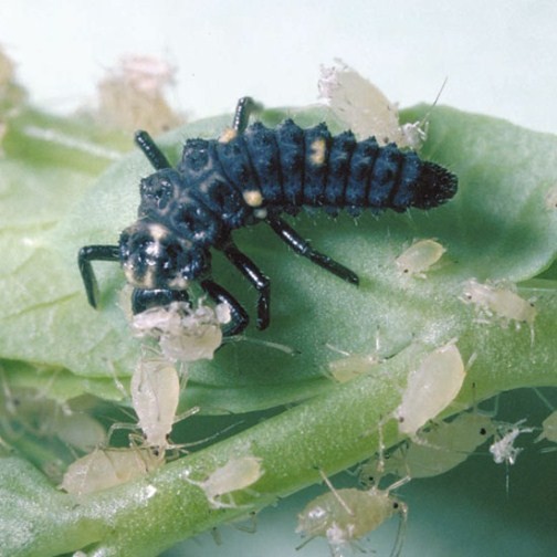 Ladybird Larvae (Treatment for 20m²) - Click Image to Close
