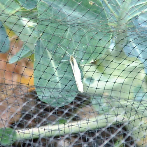 Bird & Butterfly Protection Netting (3m x 4m) - Click Image to Close