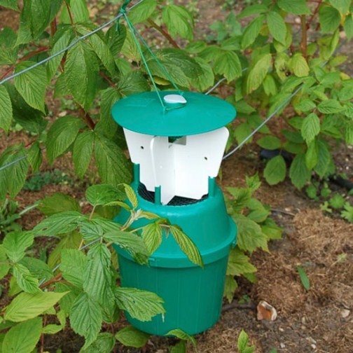 Raspberry Beetle Trap (large) - Click Image to Close