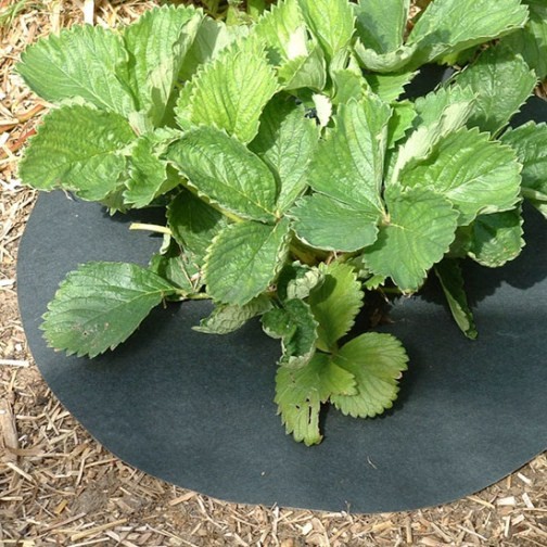 Strawberry Slug Mats 15in Diameter (pack of 24) - Click Image to Close