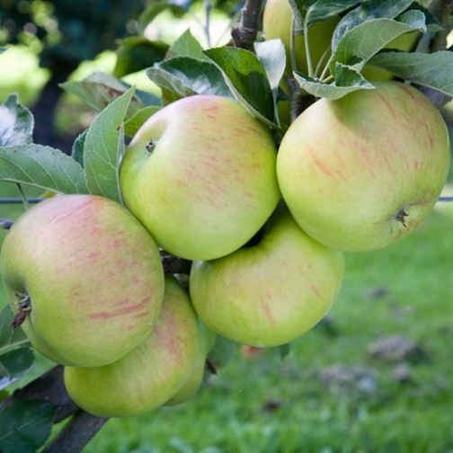Cordon Apple 'Bountiful' - Click Image to Close