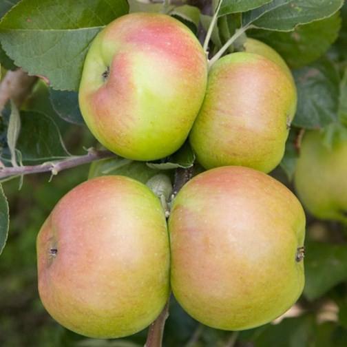 Apple Tree 'Bramley's Seedling' - Click Image to Close
