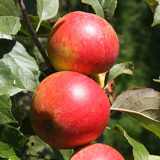 Apple Tree 'Christmas Pippin' - Click Image to Close