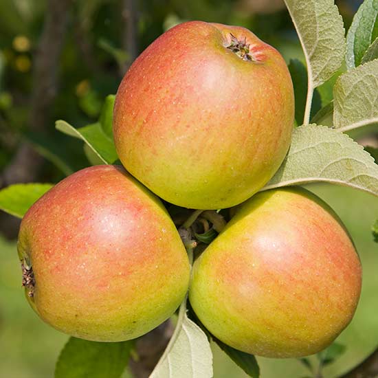 Apple Tree 'King of the Pippins' - Click Image to Close