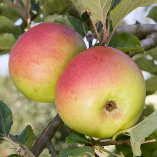 Apple Tree 'Newton Wonder' - Click Image to Close