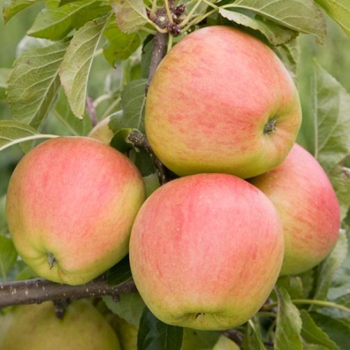 Cordon Apple 'Pinova' - Click Image to Close
