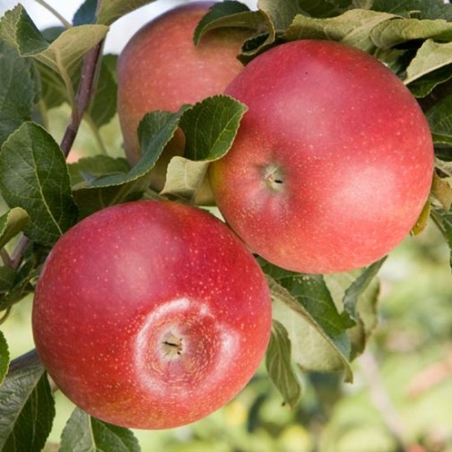 Apple Tree 'Red Windsor' - Click Image to Close