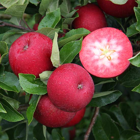 Apple Tree 'Rosette' - Click Image to Close