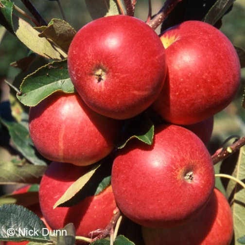 Apple Tree 'Scrumptious' - Click Image to Close