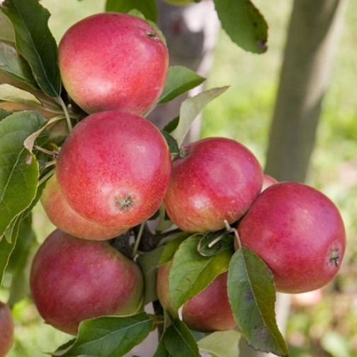 Apple Tree 'Worcester Pearmain' - Click Image to Close