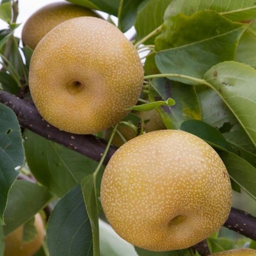 Nashi Pear Tree 'Kumoi' - Click Image to Close