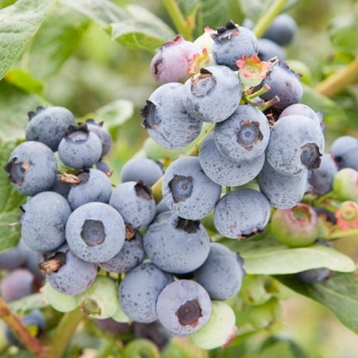 Blueberry Bush 'Duke' - Click Image to Close