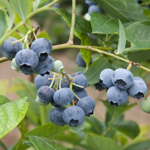Blueberry Bush 'Spartan' - Click Image to Close