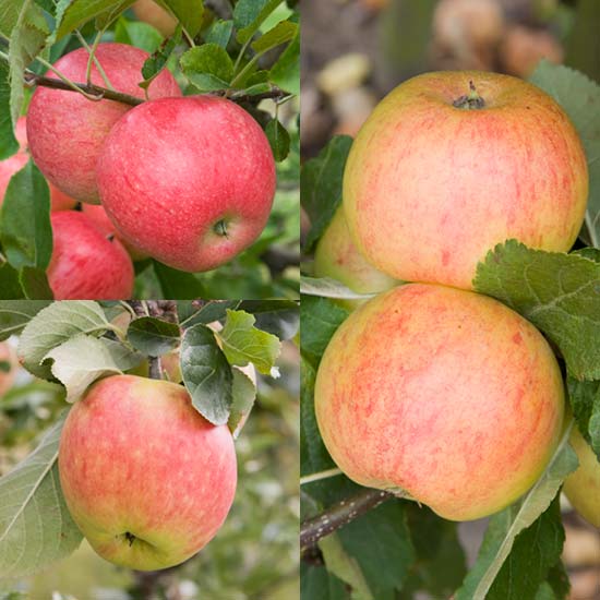 Family Apple (James Grieve/Discovery/Sunset) - Click Image to Close