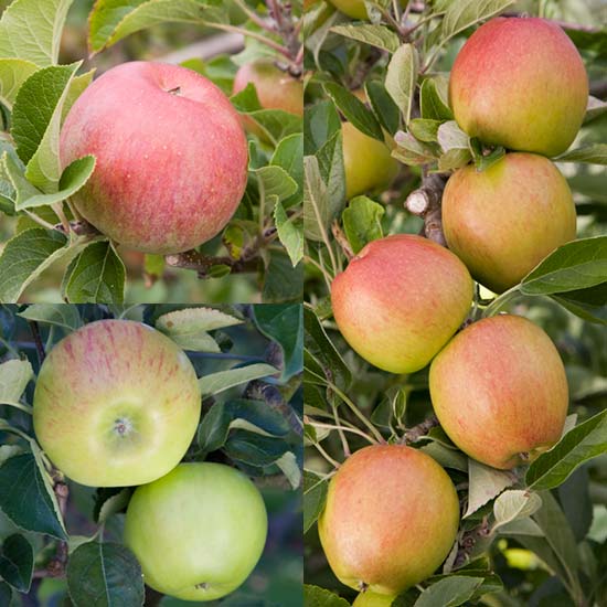 Family Apple (Braeburn/Lord Lambourne/Bountiful) - Click Image to Close
