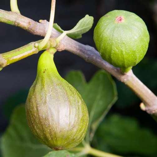 Fig Tree 'Brown Turkey' - Click Image to Close