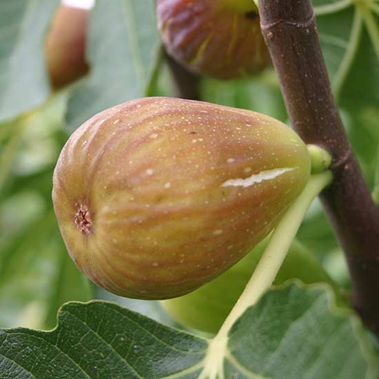 Fig Tree 'Doree' - Click Image to Close