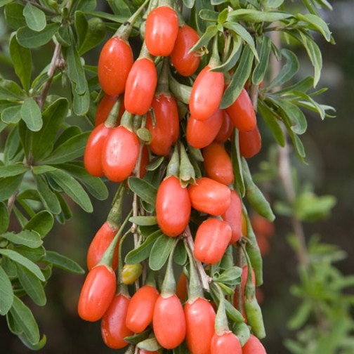 Goji Berry (3 plants) - Click Image to Close