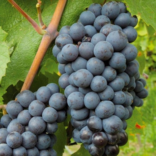 Grape Vine 'Black Hamburgh' (Pot Grown) - Click Image to Close