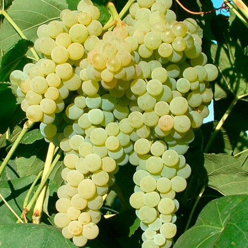 Grape Vine 'Lakemont' (Pot Grown) - Click Image to Close