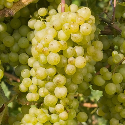 Grape Vine 'Perlette' (Pot Grown) - Click Image to Close
