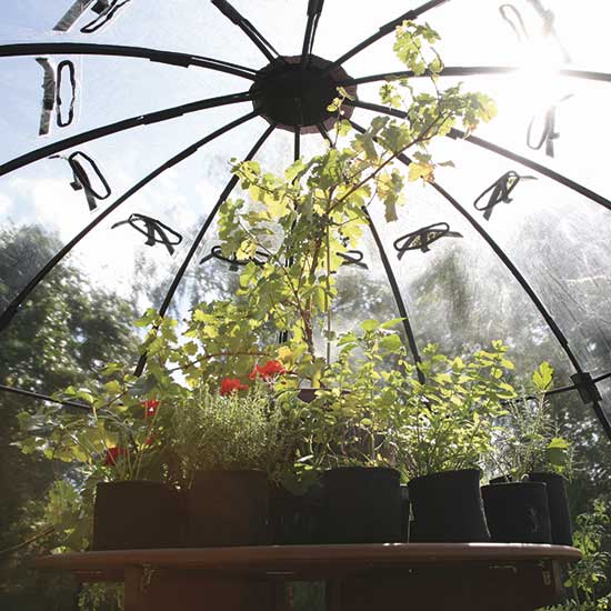 Sunbubble Plantarium (Large) - Click Image to Close