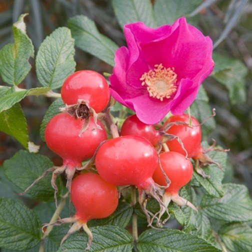 Rugosa Rose Hedging (12 plants) - Click Image to Close